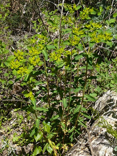 Euphorbia oblongata \ Eiblttrige Wolfsmilch / Eggleaf Spurge, Lesbos Agiasos 15.4.2014