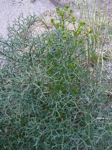 Ferula glauca \ Graugrnes Rutenkraut, Blaugrnes Steckenkraut / Bluish Giant Fennel, Lesbos Skala Eresos 22.4.2014