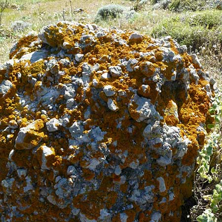 Xanthoria parietina ? \ Gewhnliche Gelb-Flechte, Lesbos Sigri 14.4.2014