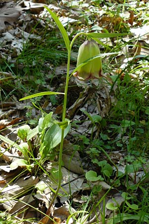 Fritillaria pontica \ Balkan-Schachblume / Pontic Fritillary, Lesbos Agiasos 15.4.2014