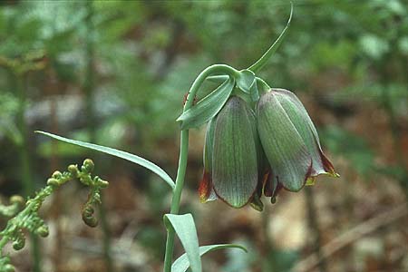 Fritillaria pontica \ Balkan-Schachblume, Lesbos Agiasos 12.5.1995