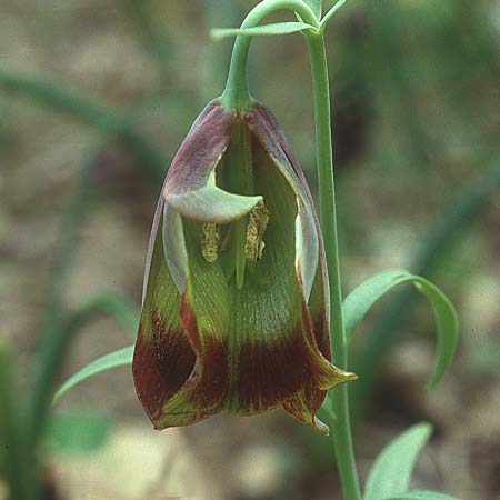 Fritillaria pontica \ Balkan-Schachblume, Lesbos Agiasos 12.5.1995