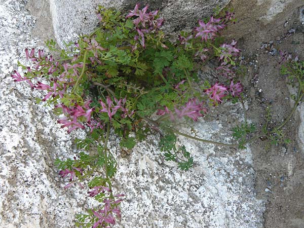 Fumaria officinalis \ Echter Erdrauch, Lesbos Petra 19.4.2014