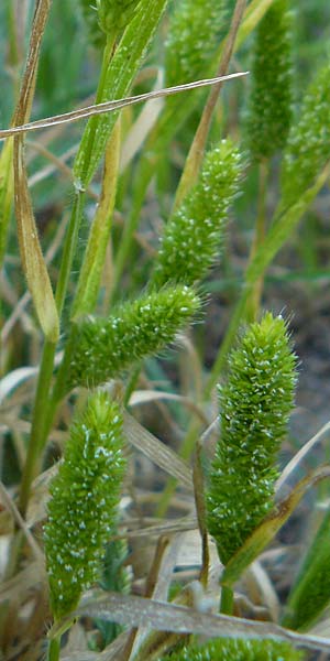 Rostraria cristata \ Echtes Bschelgras / Mediterranean Hair Grass, Lesbos Sigri 14.4.2014