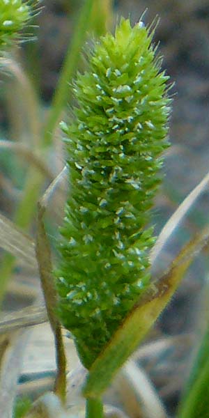 Rostraria cristata \ Echtes Bschelgras / Mediterranean Hair Grass, Lesbos Sigri 14.4.2014