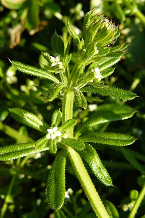 Galium aparine / Cleavers, Sticky Willy, Lesbos Moni Ypsilou 14.4.2014