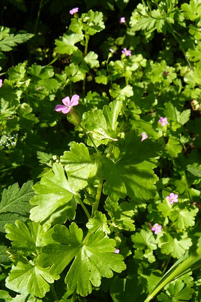 Geranium lucidum \ Glnzender Storchschnabel / Shining Crane's-Bill, Lesbos Agiasos 15.4.2014