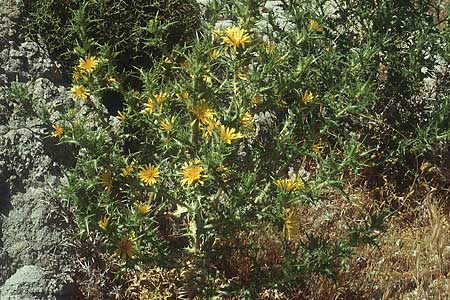 Scolymus hispanicus \ Spanische Golddistel / Common Golden Thistle, Lesbos Sigri 14.5.1995