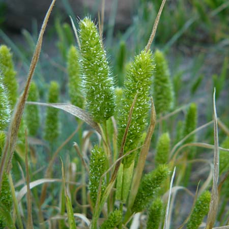 Rostraria cristata \ Echtes Bschelgras / Mediterranean Hair Grass, Lesbos Sigri 14.4.2014