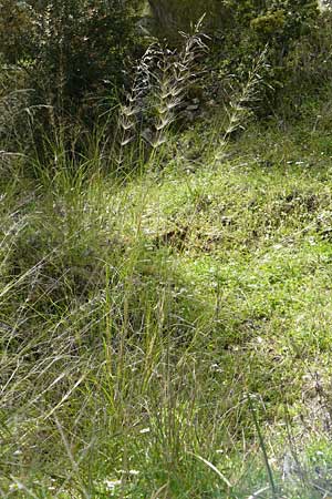 Oloptum miliaceum \ Gewhnlicher Grannenreis / Rice Grass, Smilo Grass, Lesbos Asomatos 24.4.2014