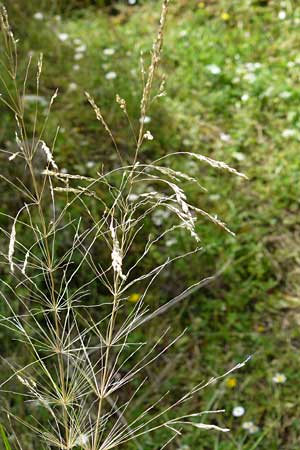 Oloptum miliaceum \ Gewhnlicher Grannenreis / Rice Grass, Smilo Grass, Lesbos Asomatos 24.4.2014