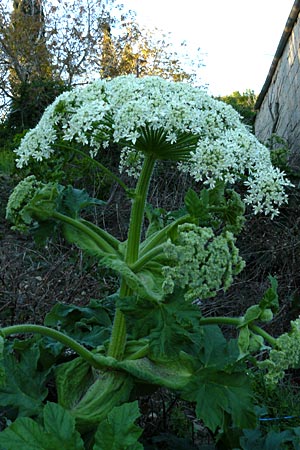 Heracleum platytaenium \ Trkischer Brenklau / Turkish Hogweed, Lesbos Megalohori 15.4.2014