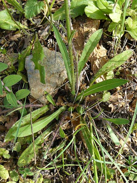 Hieracium cymosum \ Trugdoldiges Habichtskraut / Cymose Hawkweed, Lesbos Asomatos 24.4.2014