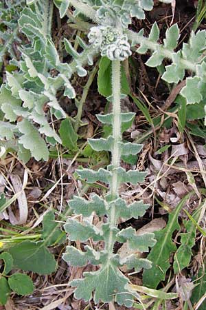 Glaucium flavum \ Gelber Hornmohn / Yellow Horned Poppy, Lesbos Mytilini 13.4.2014