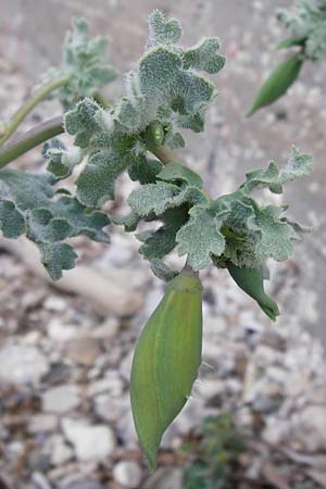 Glaucium flavum \ Gelber Hornmohn, Lesbos Mytilini 13.4.2014