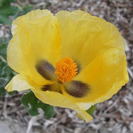 Glaucium flavum \ Gelber Hornmohn / Yellow Horned Poppy, Lesbos Mytilini 13.4.2014