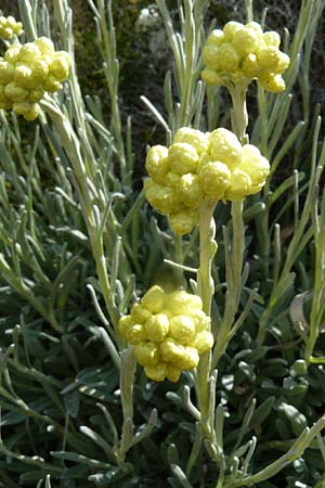 Helichrysum stoechas \ Wohlriechende Strohblume / Shrubby Everlasting Daisy, Everlastung Sungold, Lesbos Petra 19.4.2014