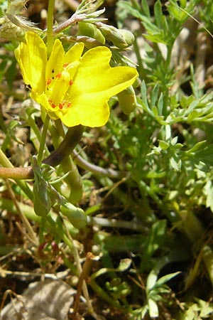 Hypecoum procumbens \ Niederliegende Lappenblume / Sickle-Fruited Hypecoum, Lesbos Sigri 14.4.2014