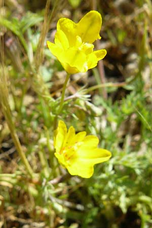 Hypecoum procumbens \ Niederliegende Lappenblume / Sickle-Fruited Hypecoum, Lesbos Sigri 14.4.2014