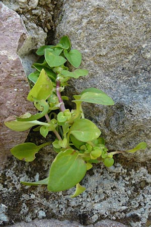 Theligonum cynocrambe \ Hundskohl / Dog's Cabbage, Lesbos Sigri 22.4.2014