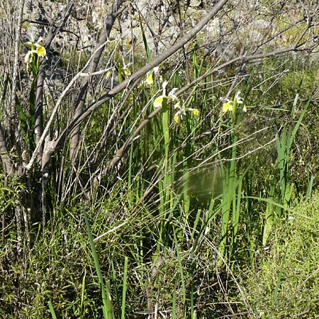 Iris orientalis \ Orientalische Schwertlilie / Turkish Iris, Lesbos Kalloni 18.4.2014