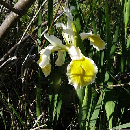 Iris orientalis \ Orientalische Schwertlilie / Turkish Iris, Lesbos Kalloni 18.4.2014