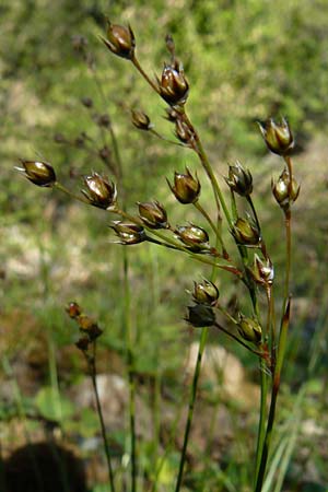 Luzula forsteri \ Forsters Hainsimse / Forster's Wood-Rush, Lesbos Agiasos 15.4.2014