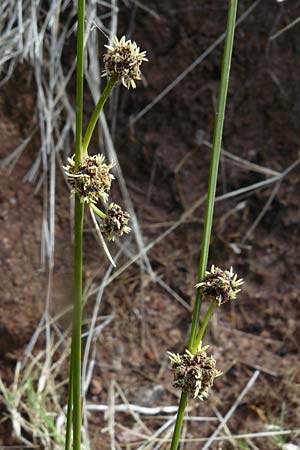 Scirpoides holoschoenus \ Kugelbinse / Round-Headed Club-Rush, Lesbos Petra 19.4.2014