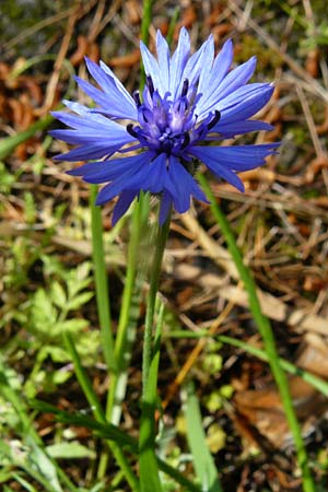 Centaurea cyanus \ Kornblume, Lesbos Kalloni 18.4.2014