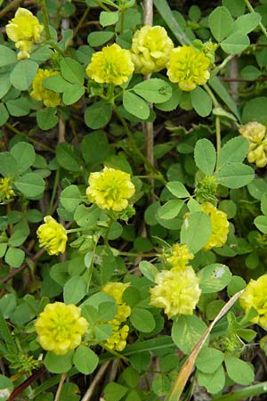 Trifolium campestre \ Gelber Acker-Klee, Feld-Klee / Hop Trefoil, Lesbos Lisvori 16.4.2014