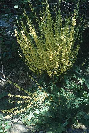 Verbascum sinuatum \ Gewelltblttrige Knigskerze / Wavyleaf Mullein, Lesbos Agiasos 24.5.1995