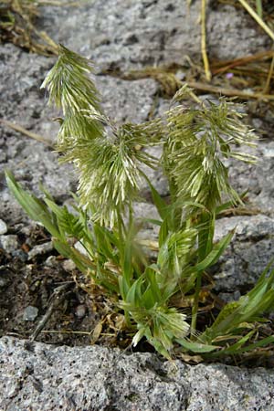 Lamarckia aurea \ Gold-Gras / Goldentop Grass, Lesbos Molyvos 19.4.2014