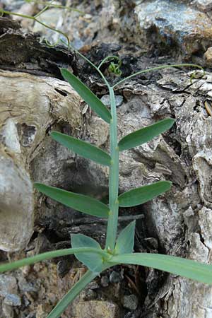 Lathyrus articulatus \ Glieder-Platterbse, Lesbos Plomari 20.4.2014