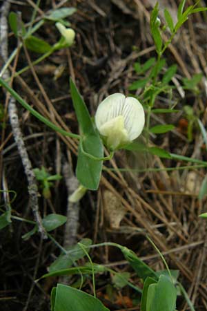 Lathyrus pseudoaphaca \ Falsche Ranken-Platterbse, Lesbos Vasilika 21.4.2014