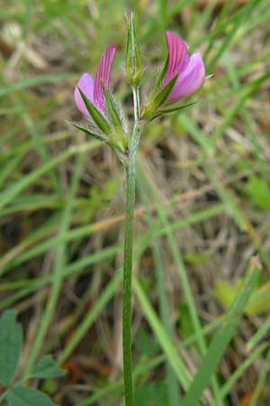 Onobrychis aequidentata \ Gleichzhnige Esparsette / Equal-Toothed Sainfoin, Lesbos Plomari 20.4.2014