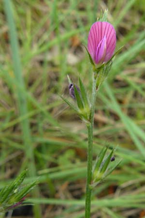 Onobrychis aequidentata \ Gleichzhnige Esparsette / Equal-Toothed Sainfoin, Lesbos Plomari 20.4.2014