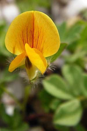 Lotus edulis \ Essbarer Hornklee / Edible Bird's-Foot Trefoil, Lesbos Tarti 23.4.2014