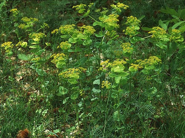 Smyrnium rotundifolium \ Rundblttrige Gelbdolde / Round-Leaved Alexanders, Lesbos Agiasos 12.5.1995