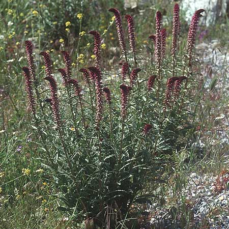 Lysimachia atropurpurea \ Rotbraune Lysimachie / Purple Loosestrife, Burgundy Goose-neck Loosestrife, Lesbos Agiasos 12.5.1995