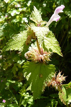 Lamium garganicum \ Gargano-Taubnessel / Large Red Dead-Nettle, Lesbos Agiasos 15.4.2014