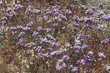 Limonium sinuatum \ Geflgelter Strandflieder, Statice, Lesbos Andissa 18.5.1995