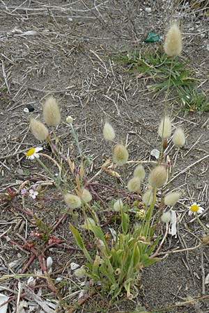 Lagurus ovatus \ Sdliches Samtgras, Hasenschwnzchen, Lesbos Skala Eresos 22.4.2014