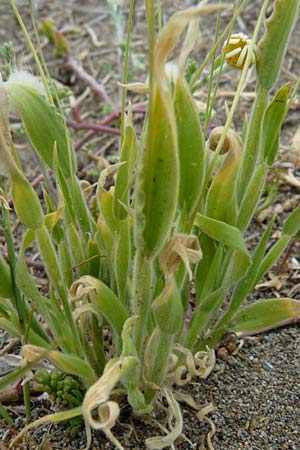 Lagurus ovatus \ Sdliches Samtgras, Hasenschwnzchen / Hare's Tail Grass, Lesbos Skala Eresos 22.4.2014