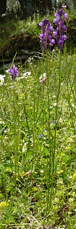 Linaria pelisseriana \ Schlundhckriges Leinkraut, Lesbos Asomatos 24.4.2014