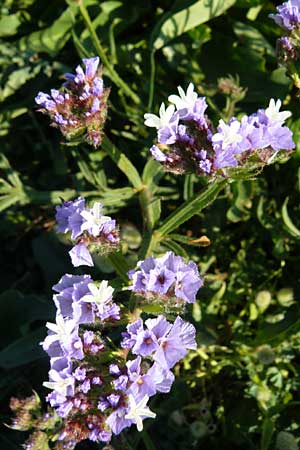 Limonium sinuatum \ Geflgelter Strandflieder, Statice, Lesbos Sigri 14.4.2014