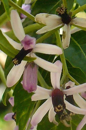 Melia azedarach \ Paternoster-Baum / China Berry, Bead Tree, Lesbos Molyvos 19.4.2014