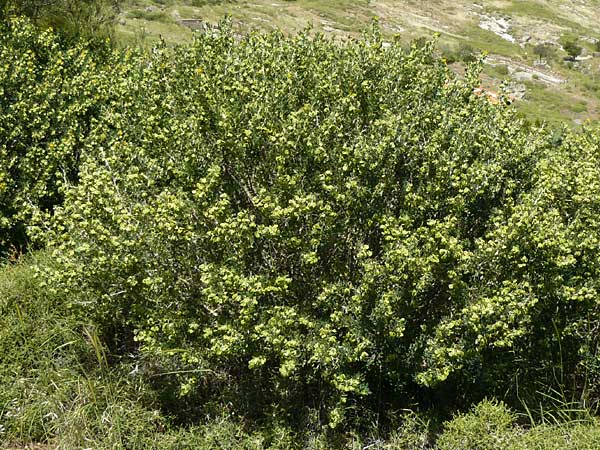 Medicago arborea \ Strauch-Schneckenklee / Tree Medick, Lesbos Sigri 22.4.2014