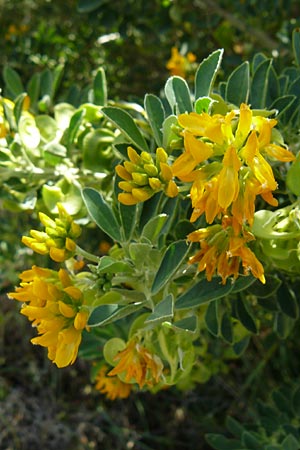 Medicago arborea / Tree Medick, Lesbos Sigri 22.4.2014