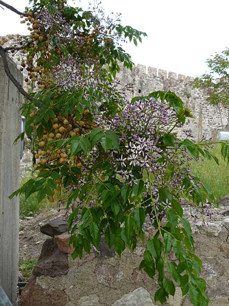 Melia azedarach / China Berry, Bead Tree, Lesbos Mytilini 23.4.2014