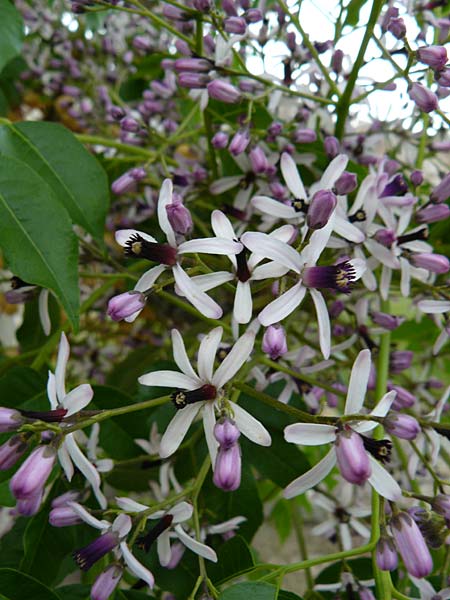 Melia azedarach \ Paternoster-Baum / China Berry, Bead Tree, Lesbos Mytilini 23.4.2014